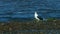 Birds - Great Black-Backed Gull has hunted and eats flounder fish