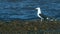 Birds - Great Black-Backed Gull has hunted and eats flounder fish