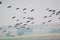 Birds Great Cormorants Flying over the Wetland