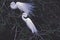 Birds-Great egrets