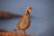 BIRDS- Greece- Extreme Close Up of a Colorful Wild Rock Partridge