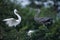 Birds-Greta egret and blue heron