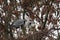 BIRDS - Grey Heron