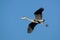BIRDS - Grey Heron