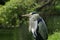 BIRDS - Grey Heron