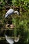 Birds - Grey Heron, Heron, Ardea cinerea