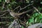 BIRDS- Guatemala- Extreme Close Up of a Lesser Roadrunner