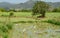 Birds harvesting salad field in cordiliera mountains