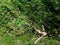 Birds hiding on a beautiful dense green tree