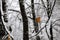 The birds house in the snowy forest