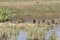 Birds in the Hula Nature Reserve