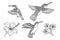 Birds Hummingbird, Hibiscus flower. Vector stock illustration eps10. Hand drawing.