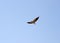 Birds Of India. Black-winged Kite (Elanus caeruleus vociferus) in flight