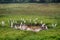 Birds Of India. Cattle egrets in the multitude gathered on drying up the swamp