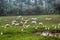 Birds Of India. Cattle egrets in the multitude gathered on drying up the swamp