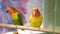 birds are inseparables. large, colorful, beautiful parrots.