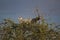 Birds in Kenya, Secretary bird