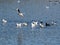 Birds on the lake:
