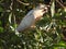 Birds Little Corella eating seed pods