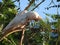 Birds Little Corella western Australia