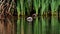 Birds - little grebe, tachybaptus ruficollis