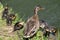 Birds living on lakes in the city. The ducklings are sitting on the shore with the mother duck. Young ducks near the city pond