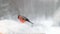 Birds look for seeds under falling snow in winter. slow motion video