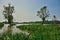 Birds lookout , floated meadow and old trees