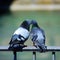 BIRDS\' LOVE
