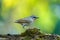 Birds,Luscinia calliope Siberian Rubythroat ,Birds of ThailandDoi Sun Juh Chiang Mai.