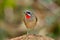 Birds,Luscinia calliope Siberian Rubythroat Male- Birds of Doi Sun Juh, Chiang Mai,Thailand.