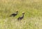 Birds in Maasai Mara, Kenya