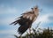 Birds of the Maasai Mara National Reserve Kenya