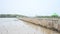 Birds in Mangrove forest or Intertidal forest