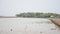 Birds in Mangrove forest or Intertidal forest at Bangkhunthein