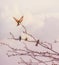 Birds in motley plumage Golden Bee-eater on tree branches against the sky with clouds in the wild.