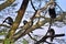 Birds in a National Park in Africa