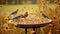 Birds in Natural Ground Feast