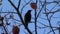 Birds near the grave of Vanga in Rupite, Bulgaria