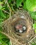 Birds nest with baby bird and eggs