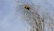 Birds nest on the dry tree