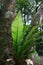 Birds nest Fern in an Australian Rainforest