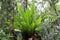 Birds nest Fern in an Australian Rainforest