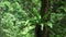 Birds nest fern in a rainforest at Springbrook national park