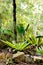 Birds Nest fern in tropical garden