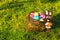 Birds nest filled with colorful painted eggs and a chocolate easter bunny standing in the grass, Easter background