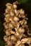 Birds Nest Orchid, Vogelnestje, Neottia nidus-avis