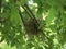 Birds Nest Perched Low in a Chinese Hackberry Tree