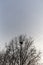 Birds Nest Sitting High Above In Leafless Tree