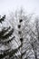 Birds nest on tall trees in the park in early spring. The Rooks Have Arrived. Migratory birds returned to their homeland